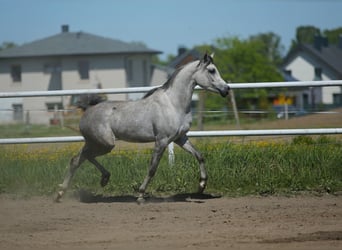 Arabian horses, Mare, 5 years, 14.3 hh, Gray