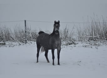 Arabian horses, Mare, 5 years, 14.3 hh, Gray-Dark-Tan