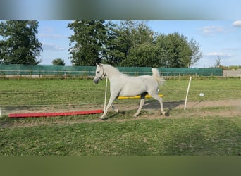 Arabian horses, Mare, 5 years, 14.3 hh, Grey