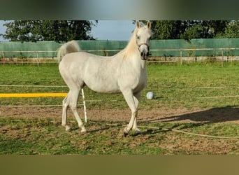 Arabian horses, Mare, 5 years, 14.3 hh, Grey