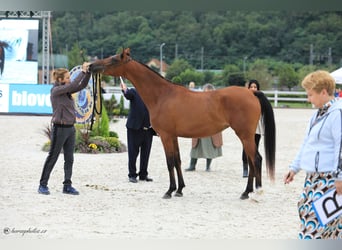 Arabian horses, Mare, 5 years, 15.1 hh, Bay