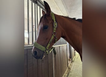 Arabian horses, Mare, 5 years, 15,1 hh, Bay