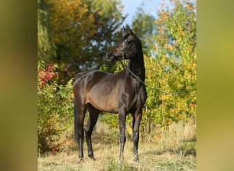 Arabian horses, Mare, 5 years, 15.1 hh, Brown