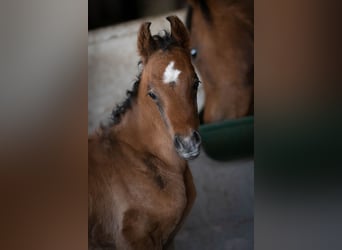 Arabian horses, Mare, 5 years, 15.1 hh, Brown
