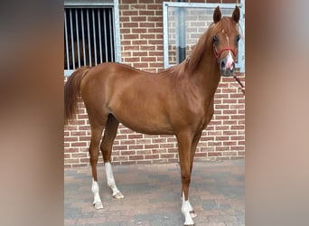 Arabian horses, Mare, 5 years, 15.1 hh, Chestnut-Red