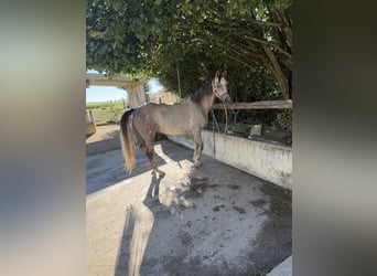 Arabian horses, Mare, 5 years, 15.1 hh, Chestnut-Red