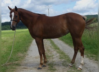 Arabian horses, Mare, 5 years, 15.1 hh, Chestnut-Red