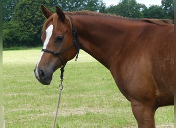 Arabian horses, Mare, 5 years, 15.1 hh, Chestnut-Red