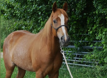 Arabian horses, Mare, 5 years, 15.1 hh, Chestnut-Red