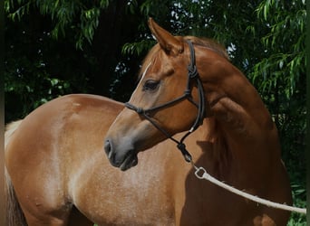 Arabian horses, Mare, 5 years, 15.1 hh, Chestnut-Red