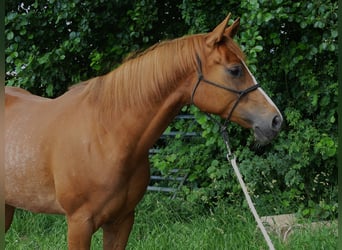 Arabian horses, Mare, 5 years, 15.1 hh, Chestnut-Red