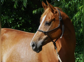 Arabian horses, Mare, 5 years, 15.1 hh, Chestnut-Red