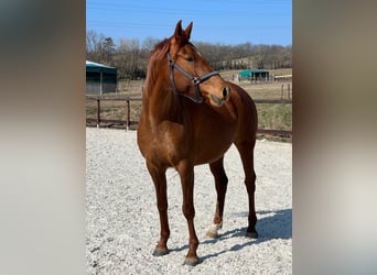 Arabian horses, Mare, 5 years, 15.1 hh