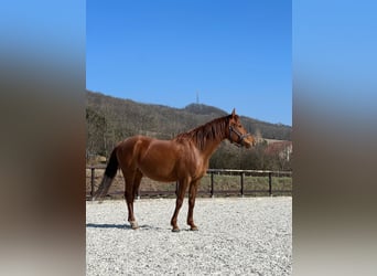 Arabian horses, Mare, 5 years, 15.1 hh