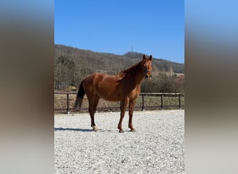 Arabian horses, Mare, 5 years, 15.1 hh