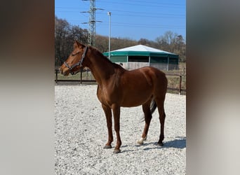 Arabian horses, Mare, 5 years, 15.1 hh