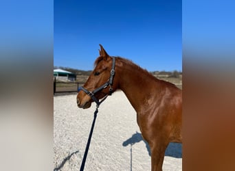 Arabian horses, Mare, 5 years, 15.1 hh