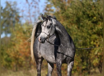 Arabian horses, Mare, 5 years, 15,1 hh, Gray