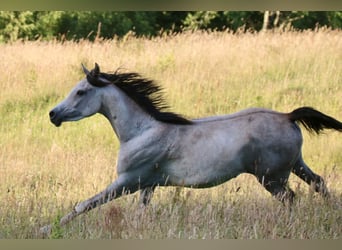 Arabian horses, Mare, 5 years, 15.1 hh, Gray