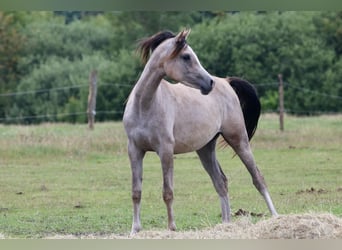 Arabian horses, Mare, 5 years, 15.1 hh, Gray