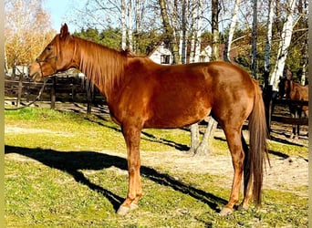 Arabian horses, Mare, 5 years, 15,2 hh, Chestnut-Red