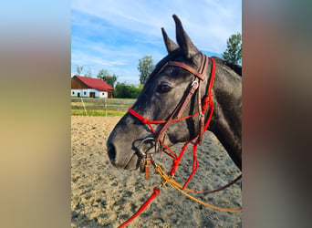 Arabian horses, Mare, 5 years, 15.2 hh, Gray-Dark-Tan