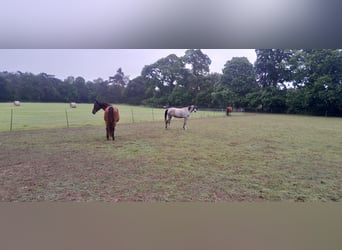 Arabian horses, Mare, 5 years, 15,2 hh, Gray-Dark-Tan