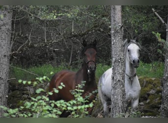 Arabian horses, Mare, 5 years, 15 hh, Bay-Dark