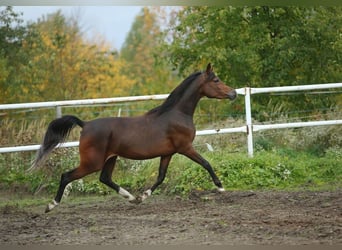 Arabian horses, Mare, 5 years, 15 hh, Brown