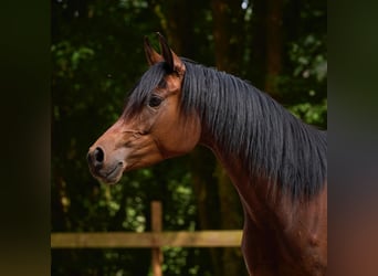 Vollblutaraber, Stute, 5 Jahre, 15 hh, Brauner