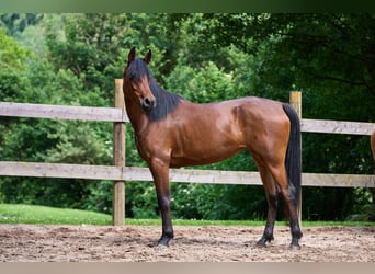 Vollblutaraber, Stute, 5 Jahre, 15 hh, Brauner