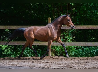 Arabian horses, Mare, 5 years, 15 hh, Brown