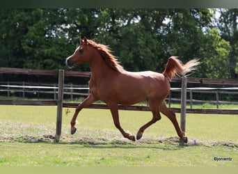 Arabian horses, Mare, 5 years, 15 hh, Chestnut-Red