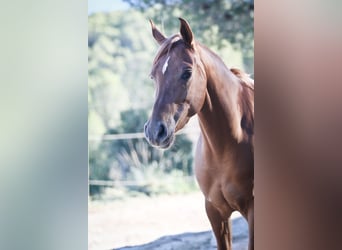 Arabian horses, Mare, 5 years, 15 hh, Chestnut-Red