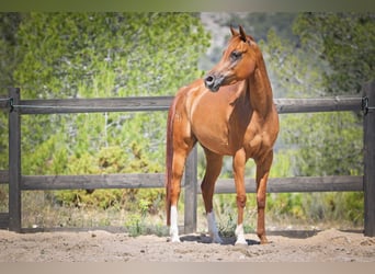 Arabian horses, Mare, 5 years, 15 hh, Chestnut-Red