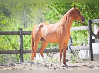 Arabian horses, Mare, 5 years, 15 hh, Chestnut-Red