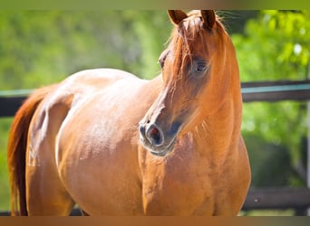 Arabian horses, Mare, 5 years, 15 hh, Chestnut-Red