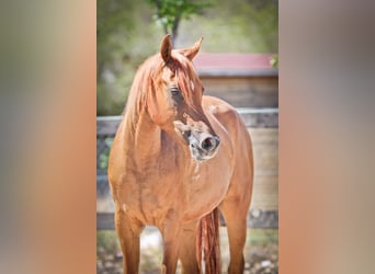 Arabian horses, Mare, 5 years, 15 hh, Chestnut-Red