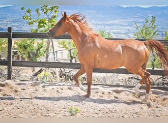 Arabian horses, Mare, 5 years, 15 hh, Chestnut-Red