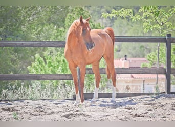 Arabian horses, Mare, 5 years, 15 hh, Chestnut-Red