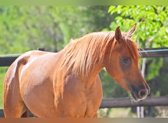 Arabian horses, Mare, 5 years, 15 hh, Chestnut-Red