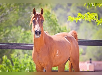 Arabian horses, Mare, 5 years, 15 hh, Chestnut-Red