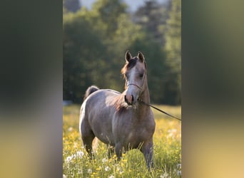 Arabian horses, Mare, 5 years, 15 hh, Gray