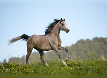 Arabian horses, Mare, 5 years, 15 hh, Gray