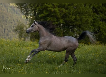 Arabian horses, Mare, 5 years, 15 hh, Gray