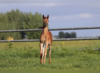 Arabian horses, Mare, 5 years, 15,1 hh, Gray