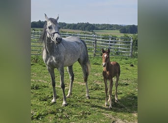 Arabian horses, Mare, 5 years, 15,1 hh, Grey-Blue-Tan