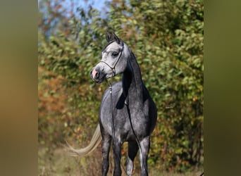 Arabian horses, Mare, 5 years, 15,1 hh, Grey