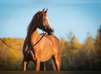 Arabian horses, Mare, 5 years, Chestnut-Red