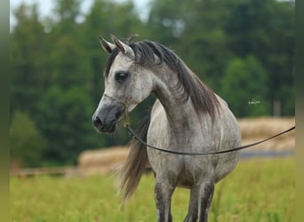 Arabian horses, Mare, 5 years, Gray